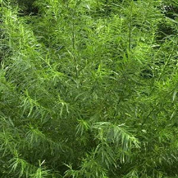 Salix viminalis - Saule des vanniers en pot de 2L