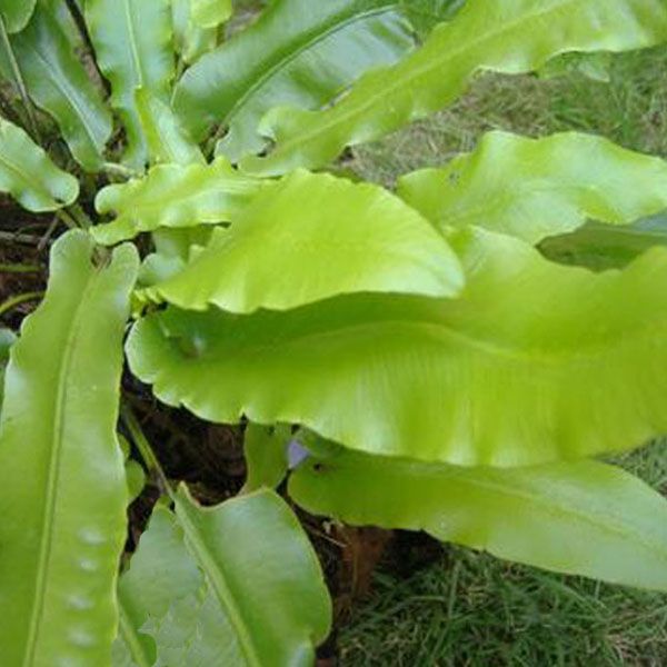 Phyllitis scolopendrium, Scolopendre, Fougère persistante