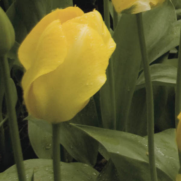 Tulipe Fosteriana Yellow Purissima