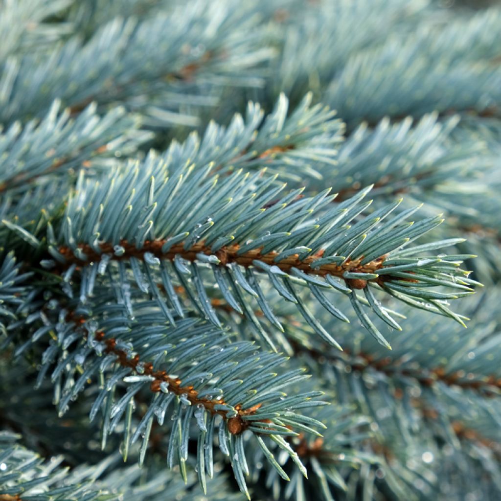 Epicea bleu - Picea pungens Karpaten