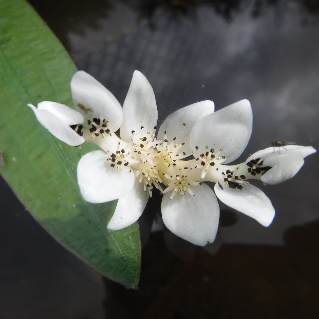 Aponogeton distachyos - Aponogeton odorant