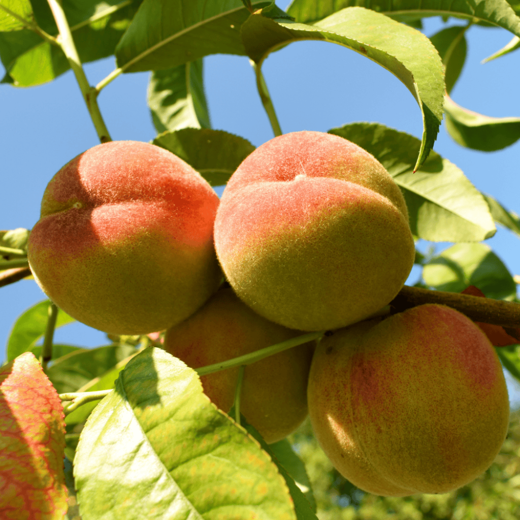 Nectarinier - Prunus persica nucipersica Nectarose