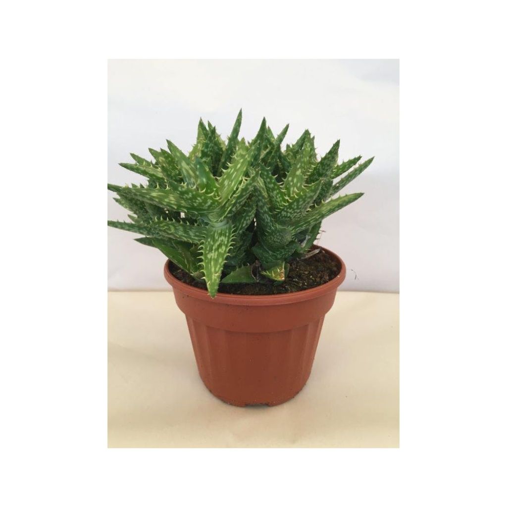 Aloe squarrosa