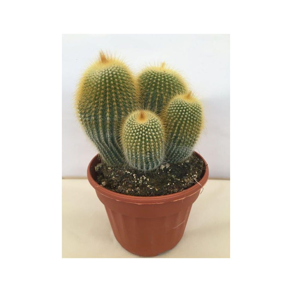 Parodia leninghausii - Notocactus leninghausii