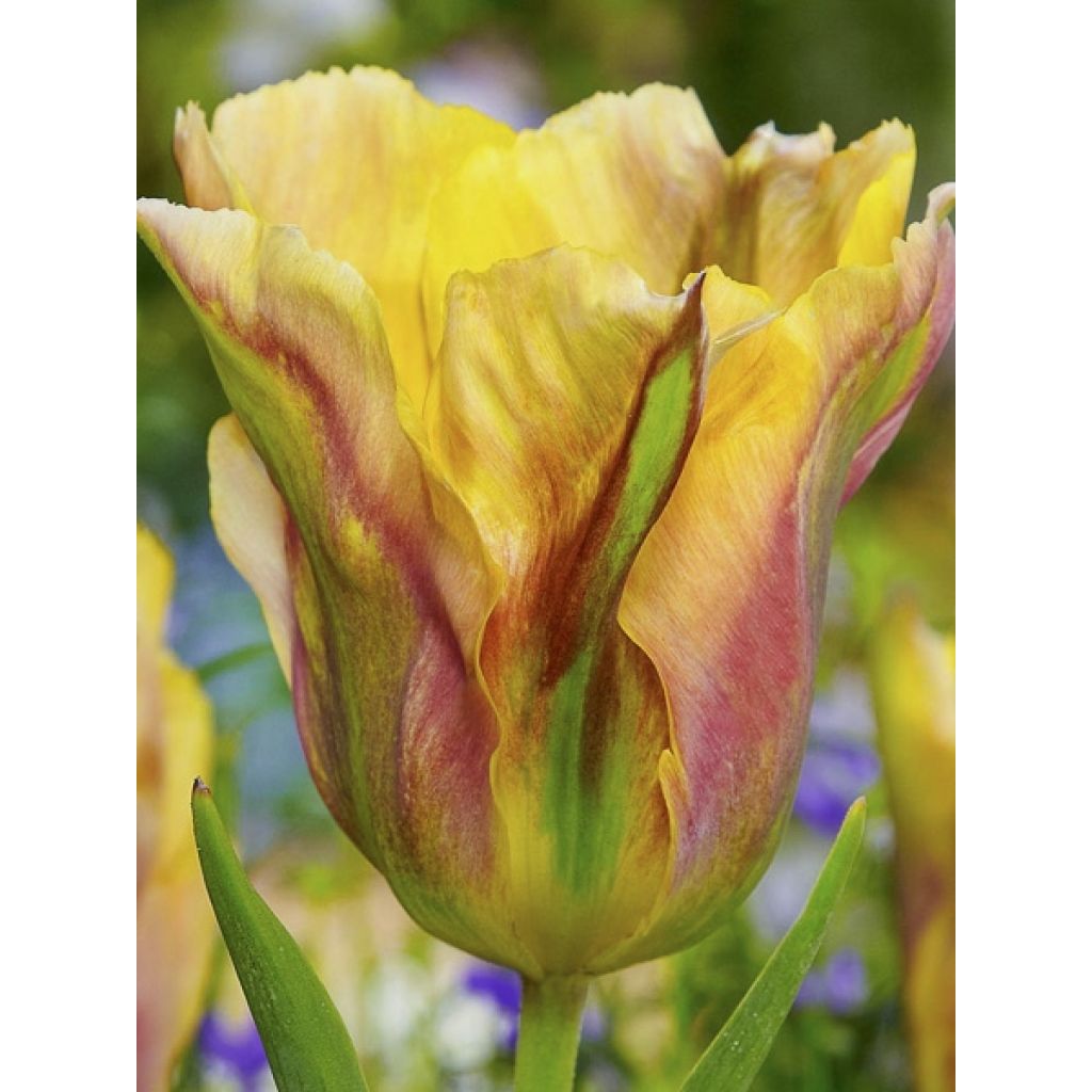 Tulipe viridiflora Golden Artist