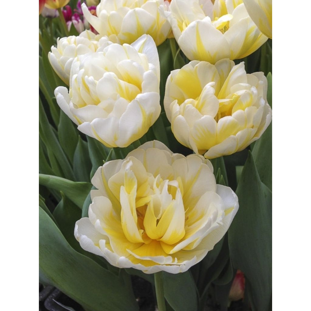 Tulipe double hâtive Flaming Evita