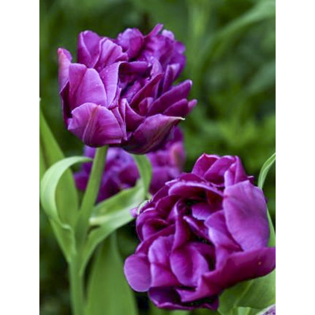 Tulipe double hâtive Purple Pion