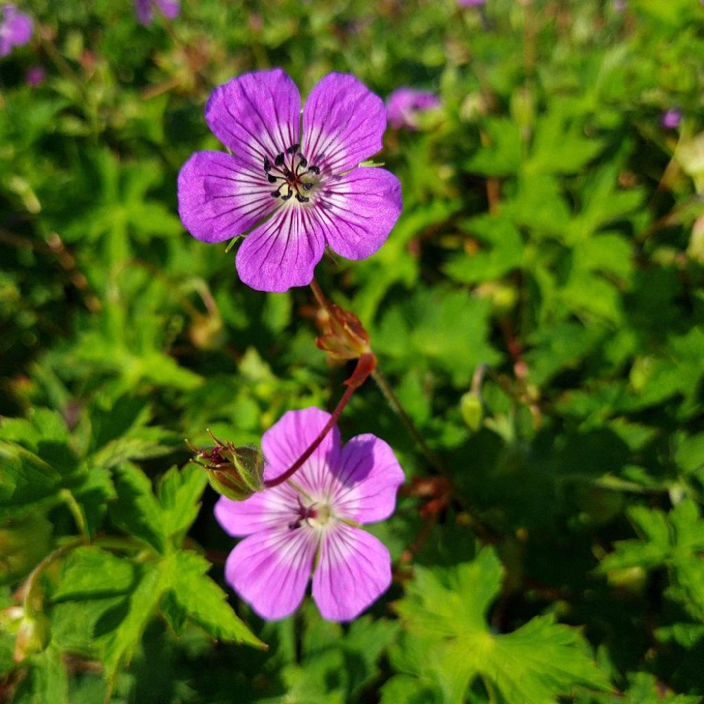 Geranium vivace wallichianum Magical All Summer Delight