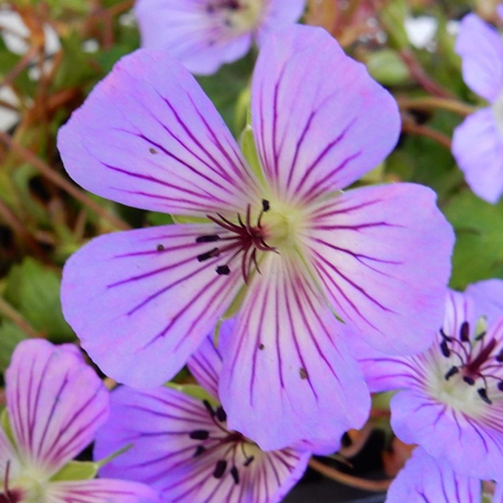 Geranium vivace wallichianum Magical All Summer Delight