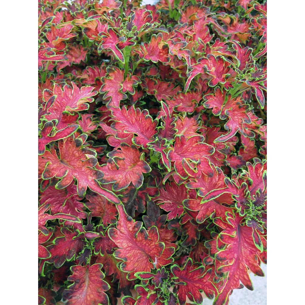 Coleus Copinto Planter's Punch