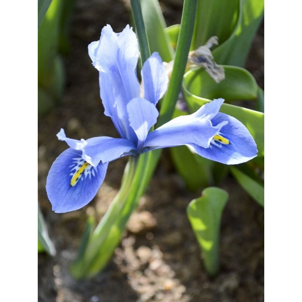 Iris reticulata Cantab