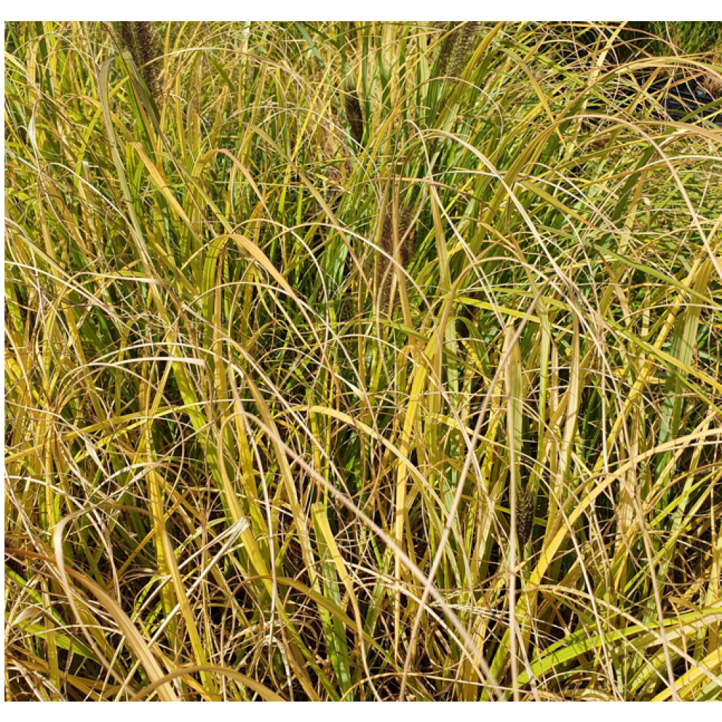 Pennisetum alopecuroides Lepage Gold - Herbe aux écouvillons