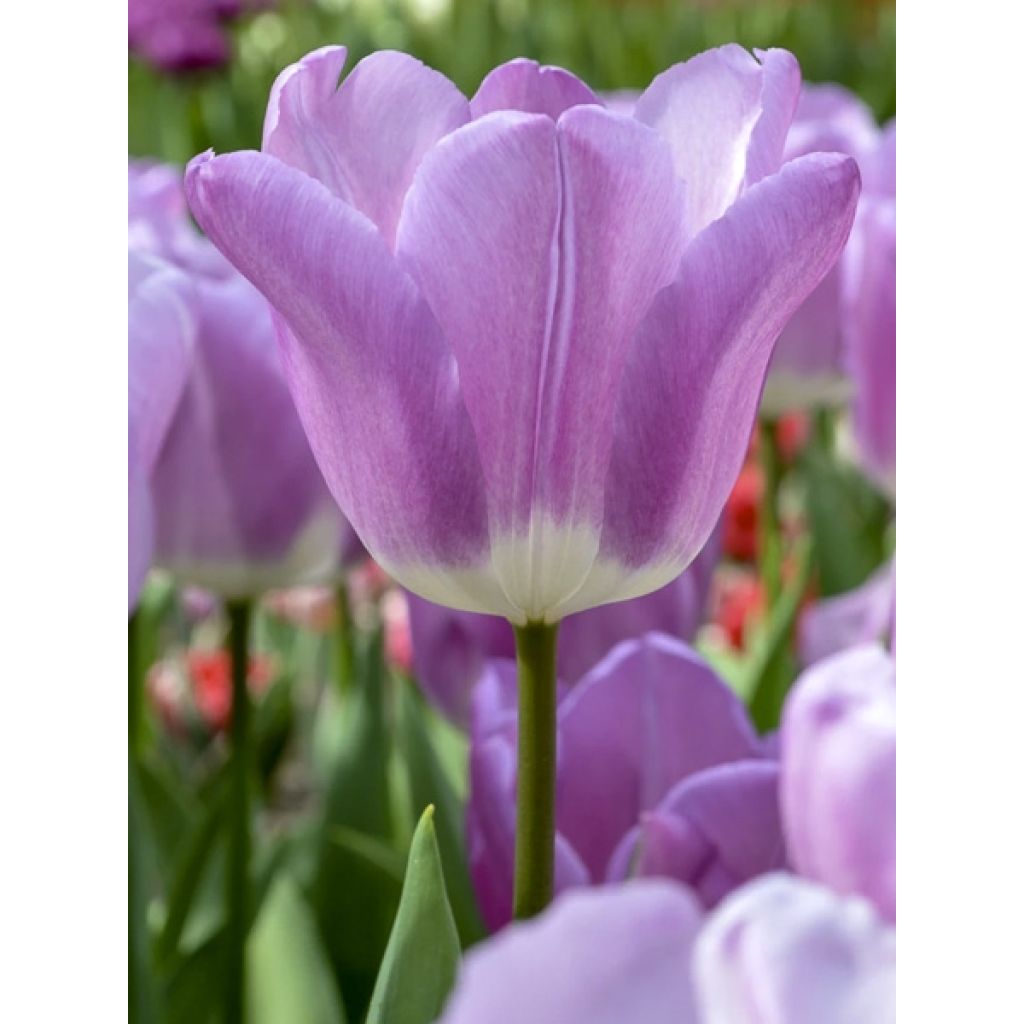 Tulipe Triomphe Magic Lavender