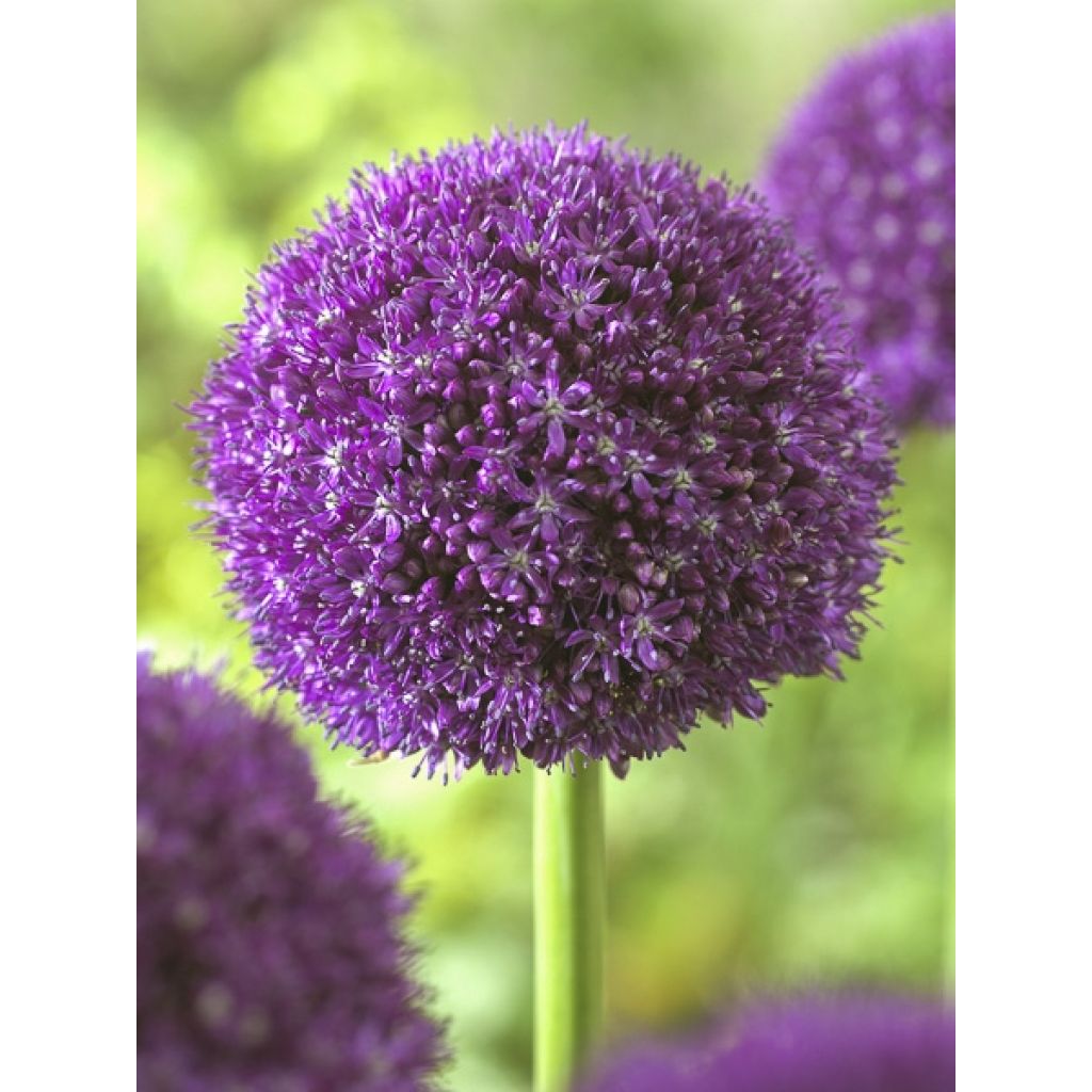 Ail d'ornement - Allium Ambassador