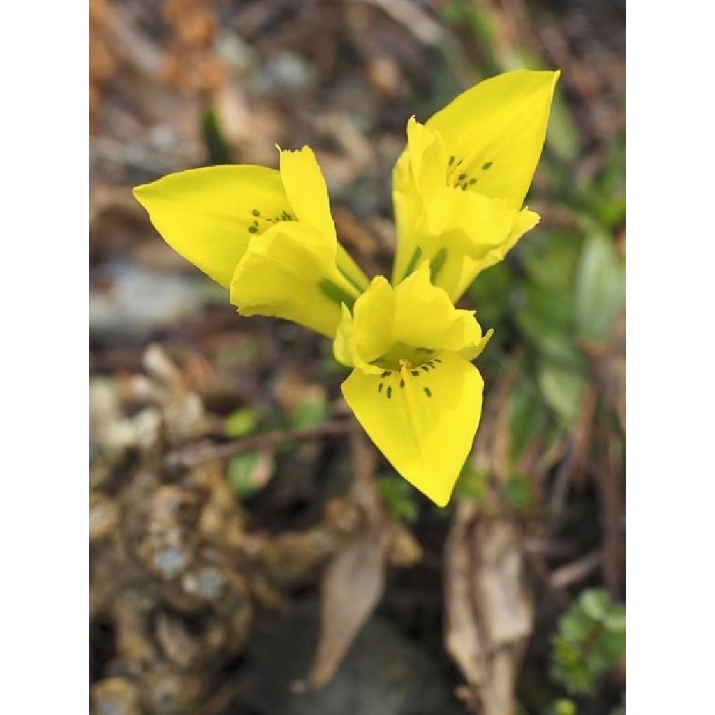 Iris reticulata Danfordiae