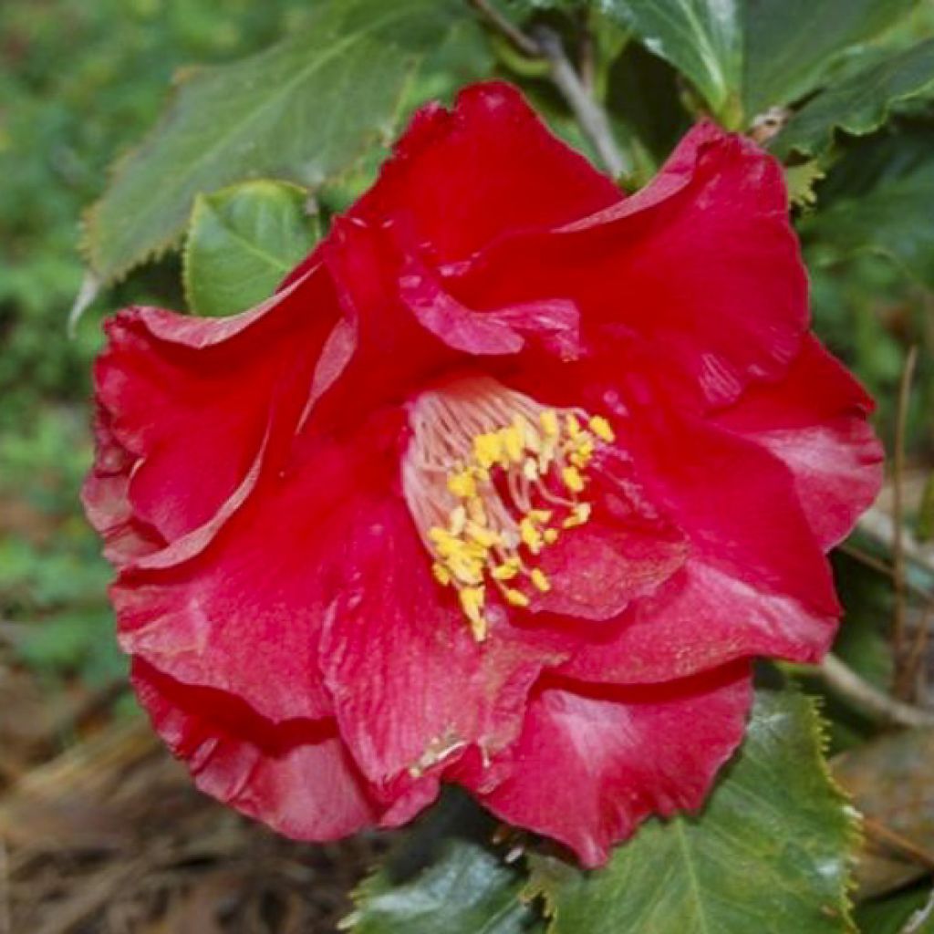 Camelia Holly Bright - Camellia japonica