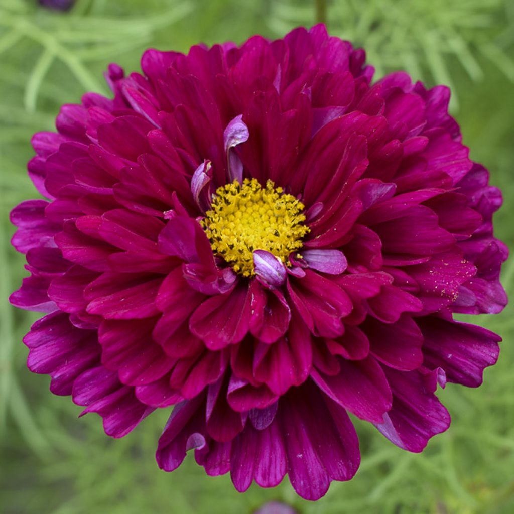 Graines de Cosmos Double Click Cranberries - Cosmos bipinnatus