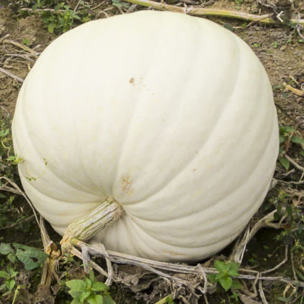 Potiron Snowman
