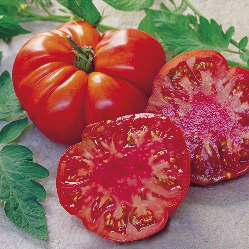 Tomate Tomande F1 - Type marmande - Plants GREFFES mini-mottes