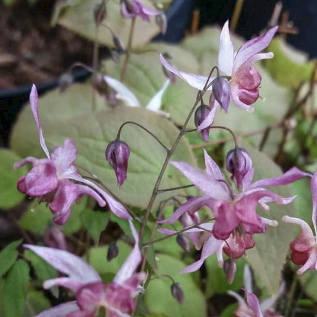 Epimedium asiatic hybrids, Fleur des elfes