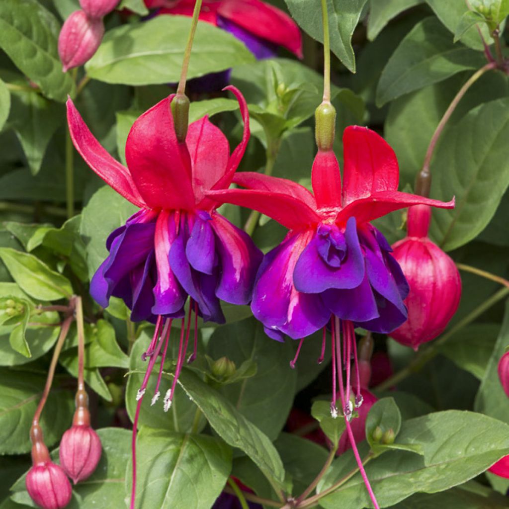 Fuchsia retombant Maori Maid