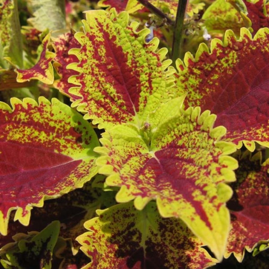 Coleus Skyfire