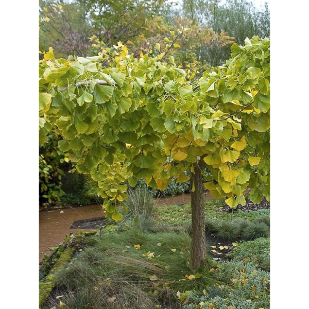 Ginkgo biloba Pendula - Arbre aux quarante écus