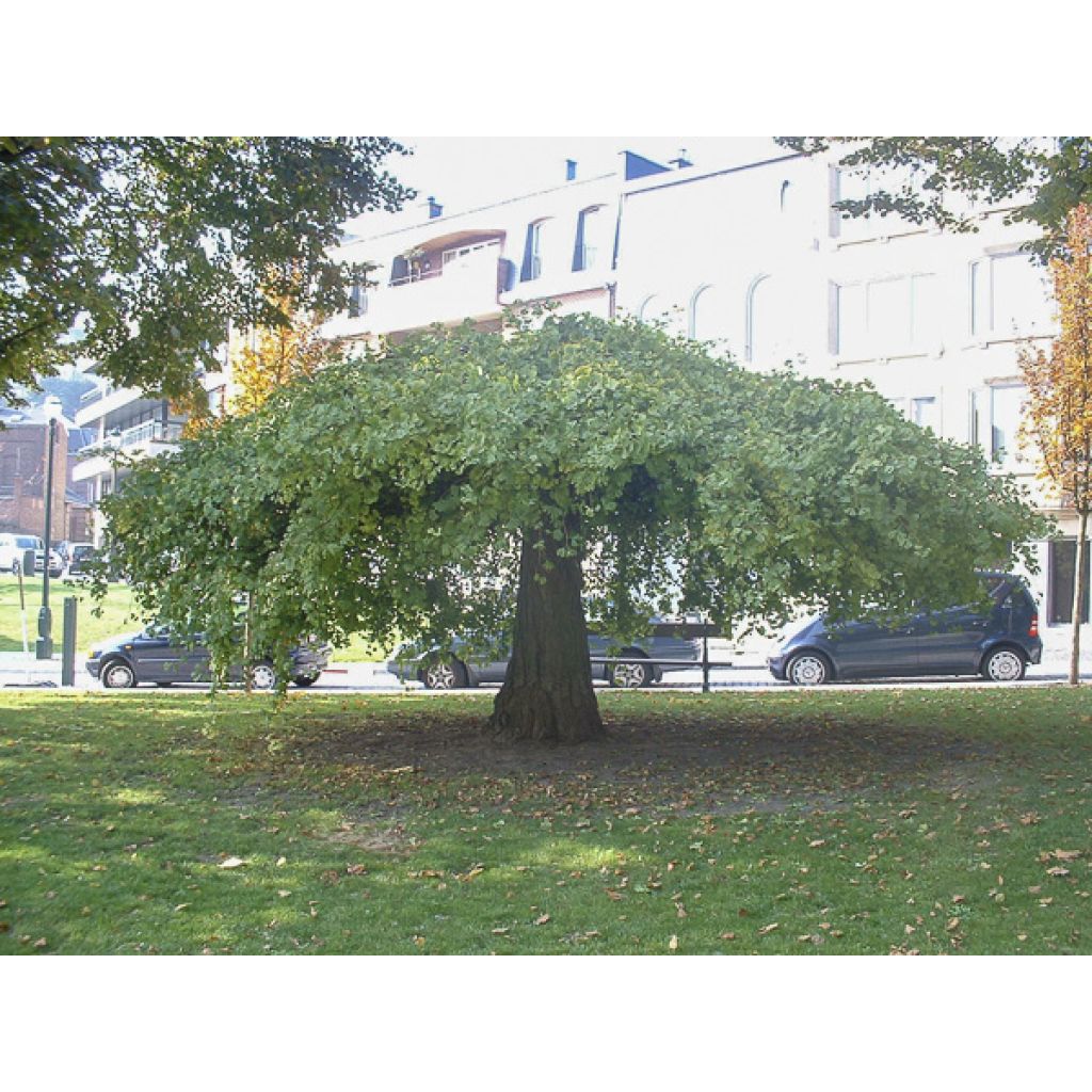 Ginkgo biloba Pendula - Arbre aux quarante écus