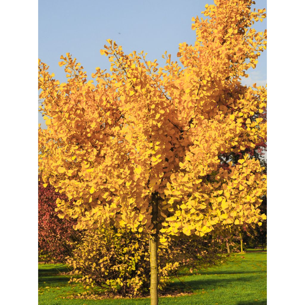 Ginkgo biloba Autumn Gold - Arbre aux quarante écus