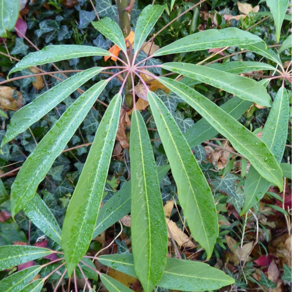 Schefflera taiwaniana