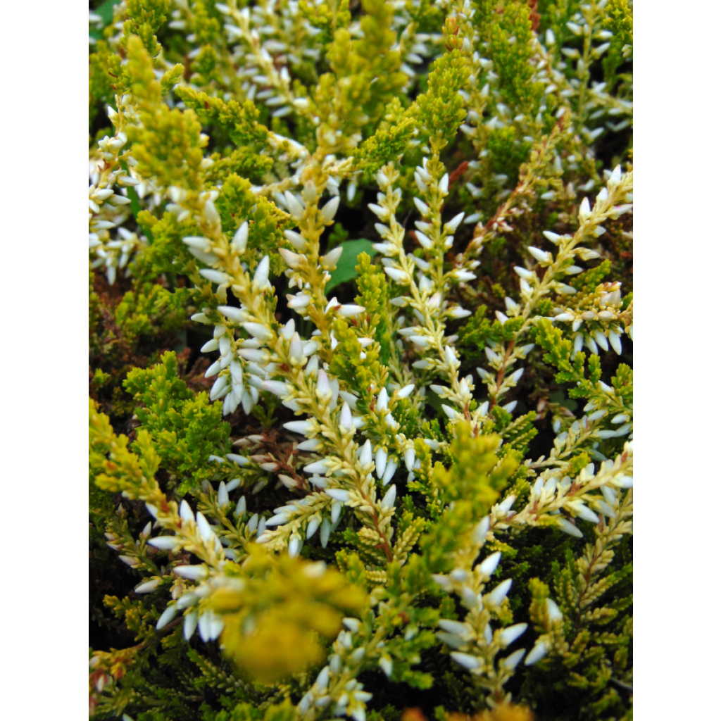 Bruyère d'été - Calluna vulgaris Sandy 