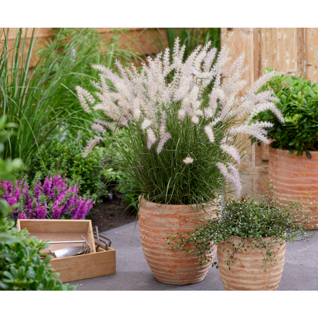 Pennisetum orientale JS Dance With Me - Herbe aux écouvillons