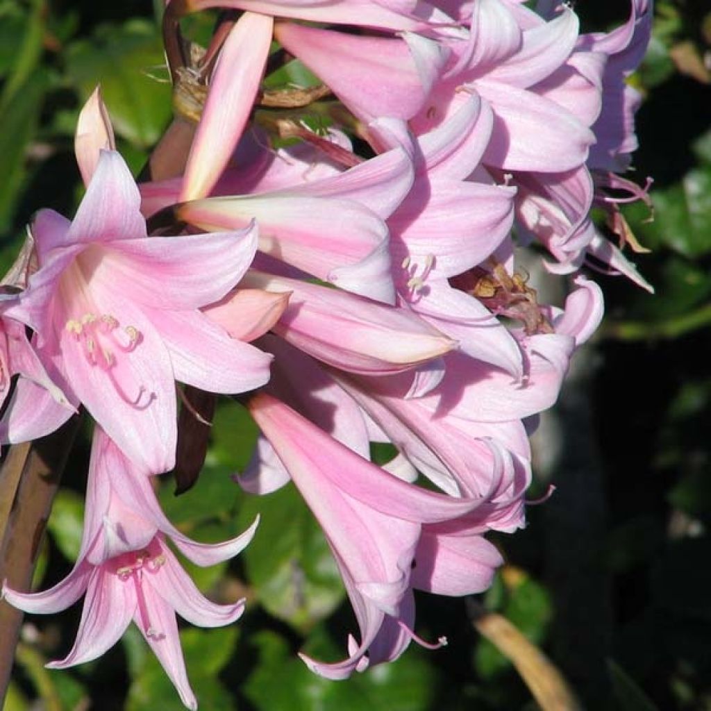 Amaryllis belladonna - Lis belladonne