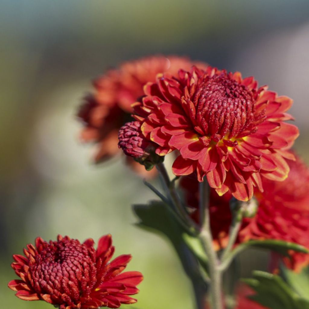 Chrysanthème des jardins Rehauge - Chrysanthemum indicum