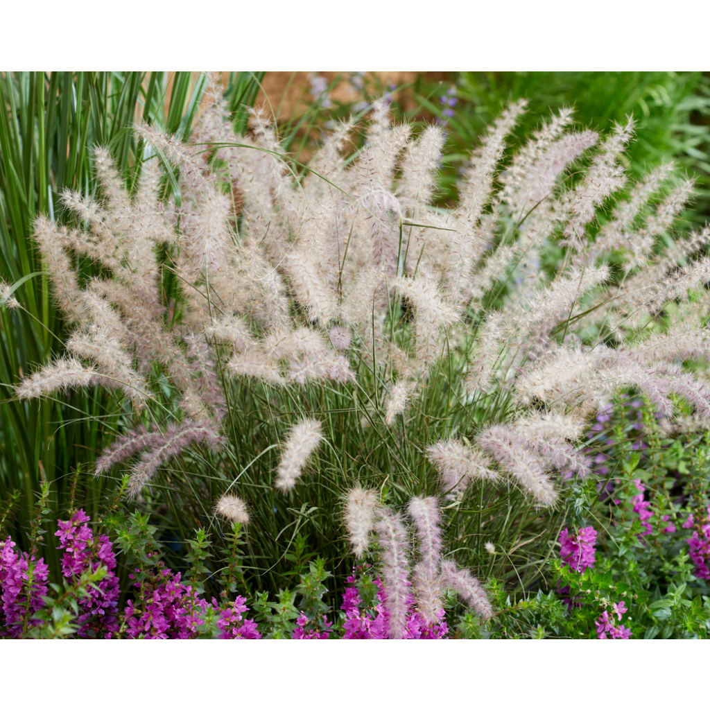 Pennisetum orientale JS Dance With Me - Herbe aux écouvillons