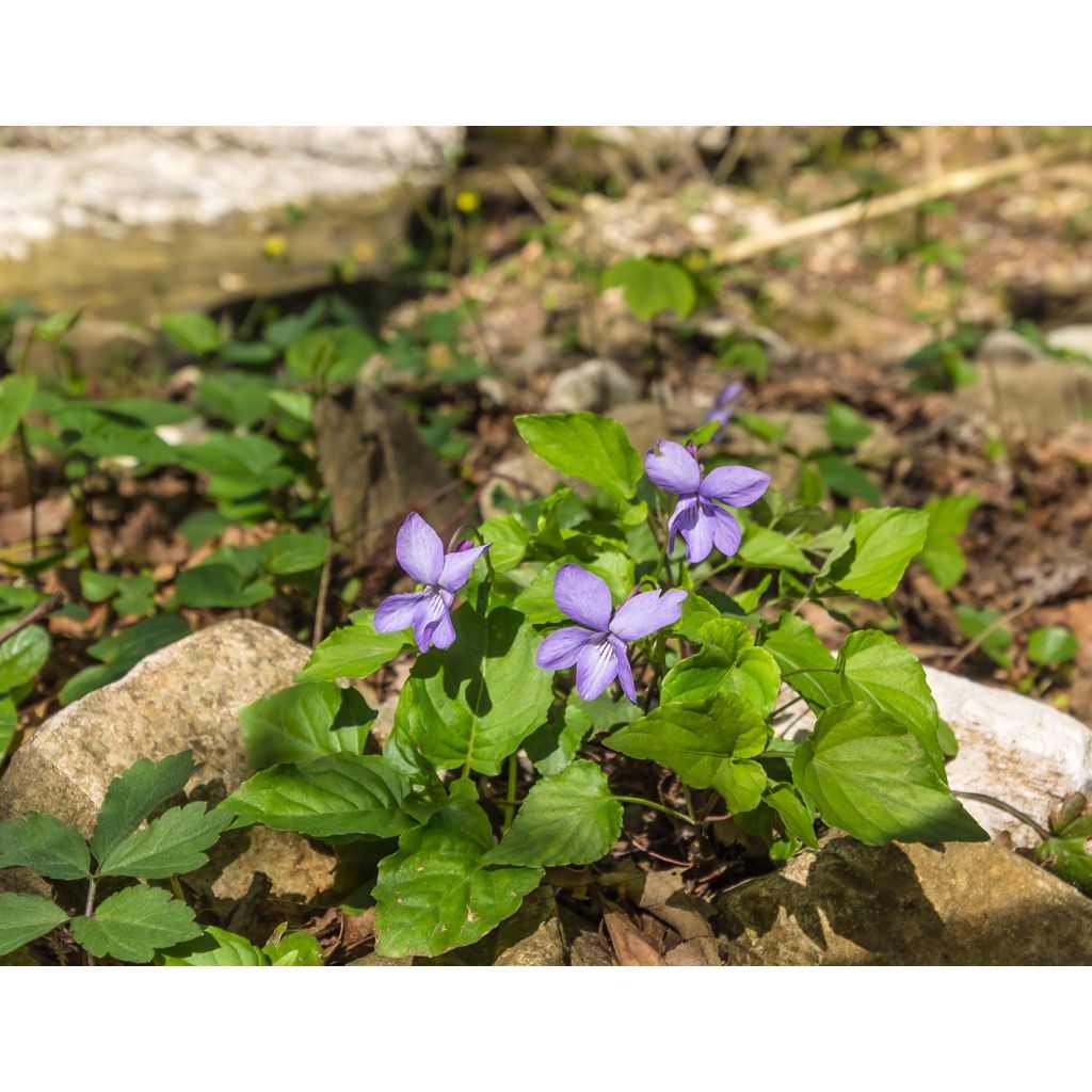 Violette des bois - Viola reichenbachiana