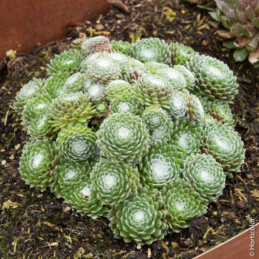 Sempervivum Chick Charms ® Cotton Candy - Joubarbe verte au cœur cotonneux