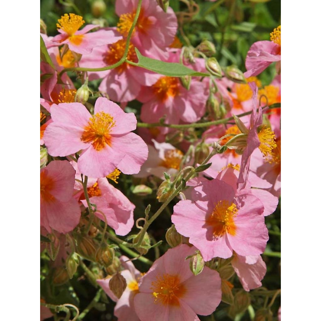 Helianthemum Lawrenson's Pink - Hélianthème rose et jaune