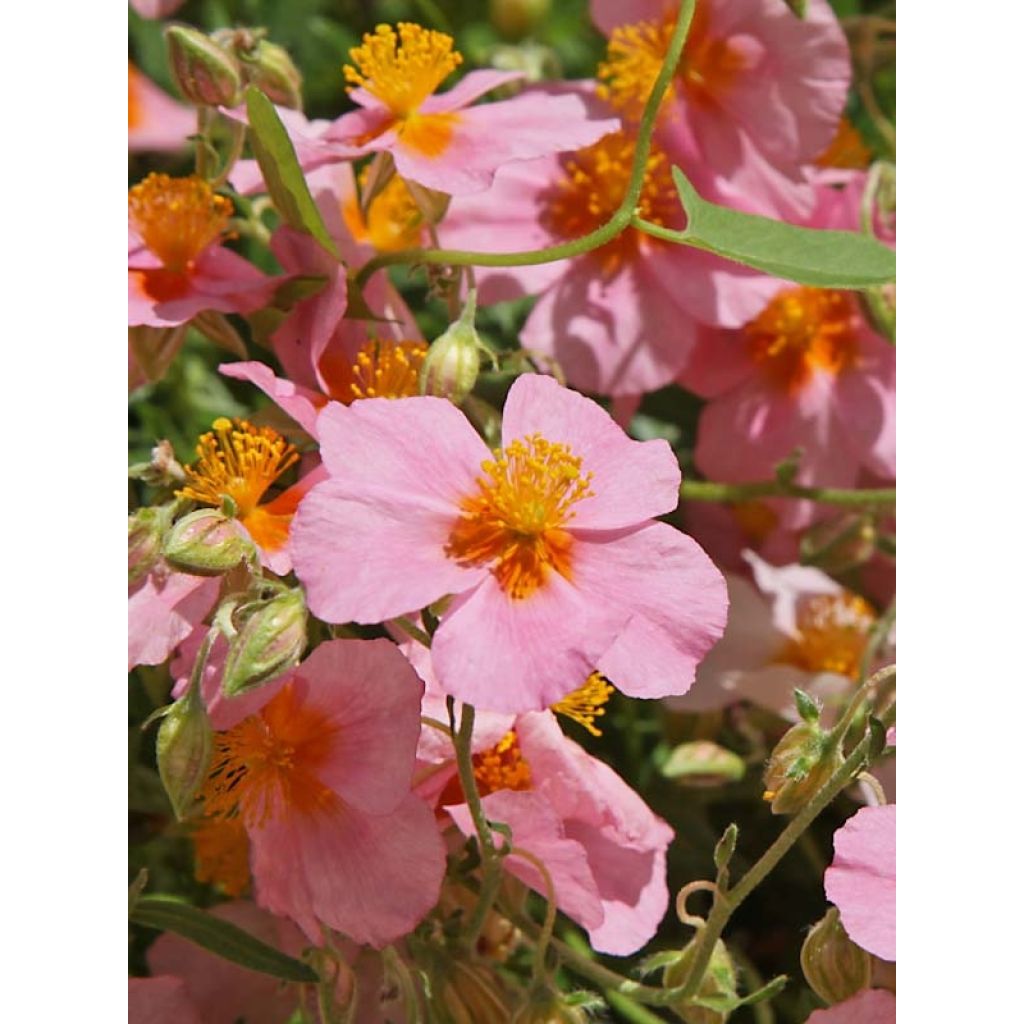 Helianthemum Lawrenson's Pink - Hélianthème rose et jaune