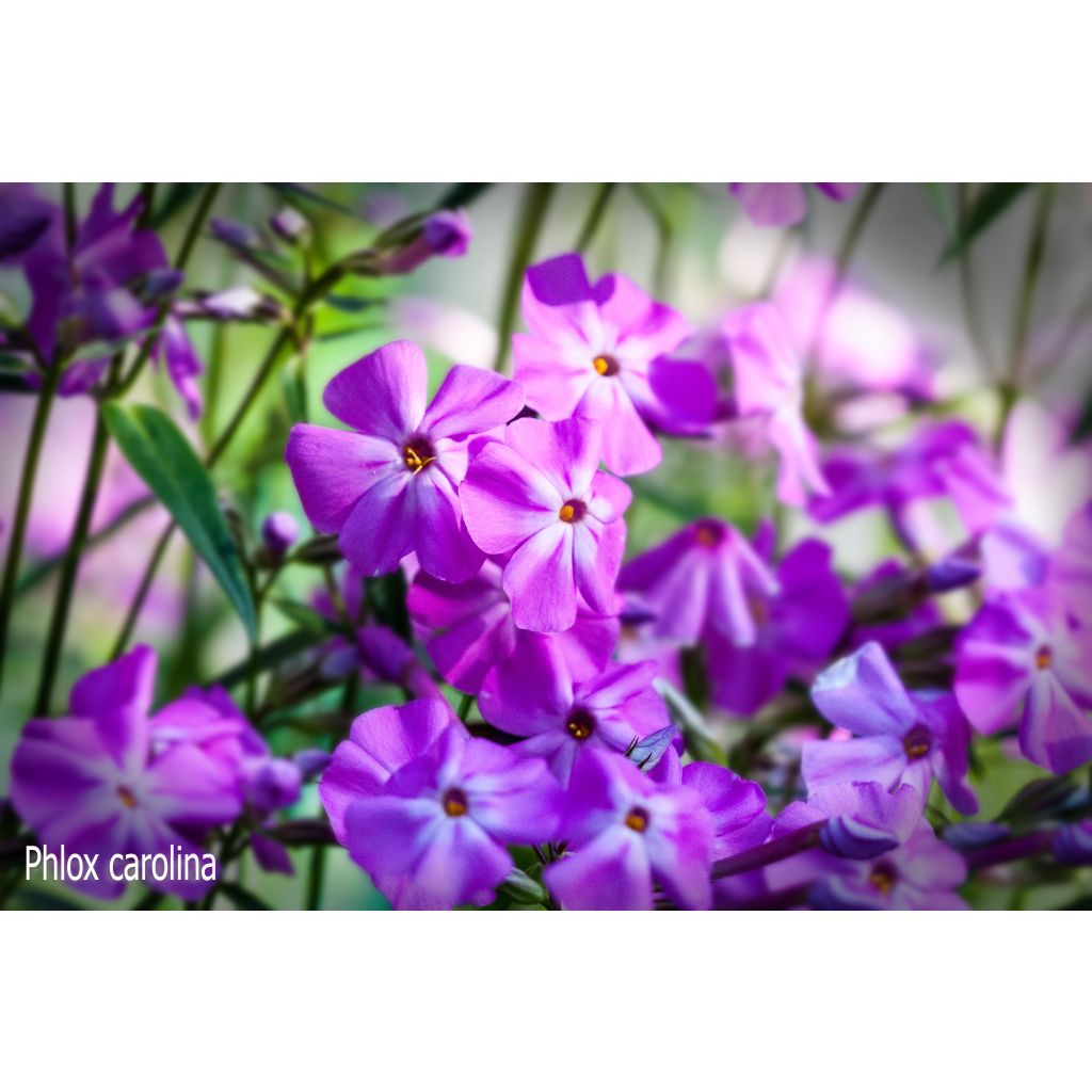 Phlox carolina Bill Baker