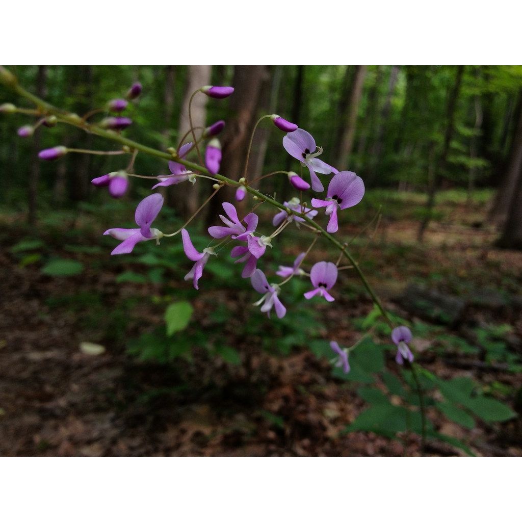 Desmodium nudiflorum - Desmodie nudiflore