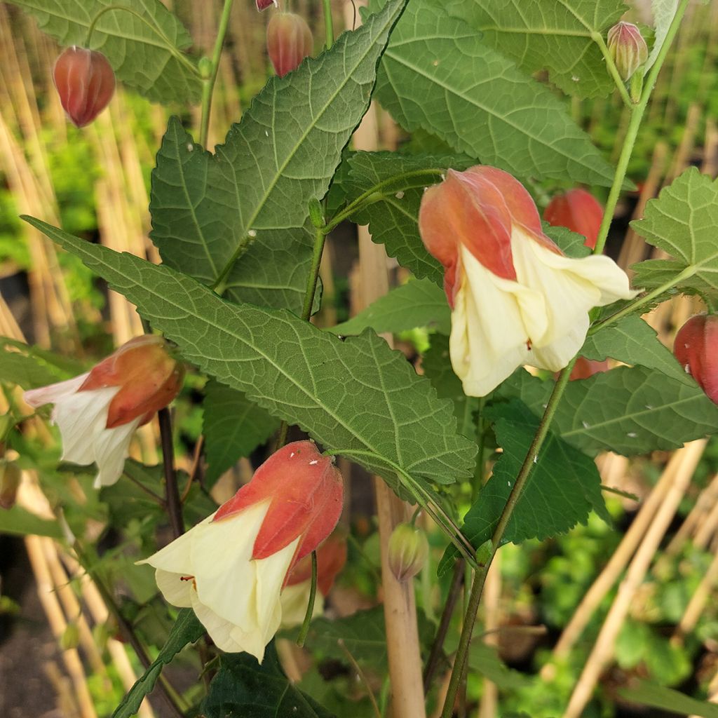 Abutilon megapotamicum Ines