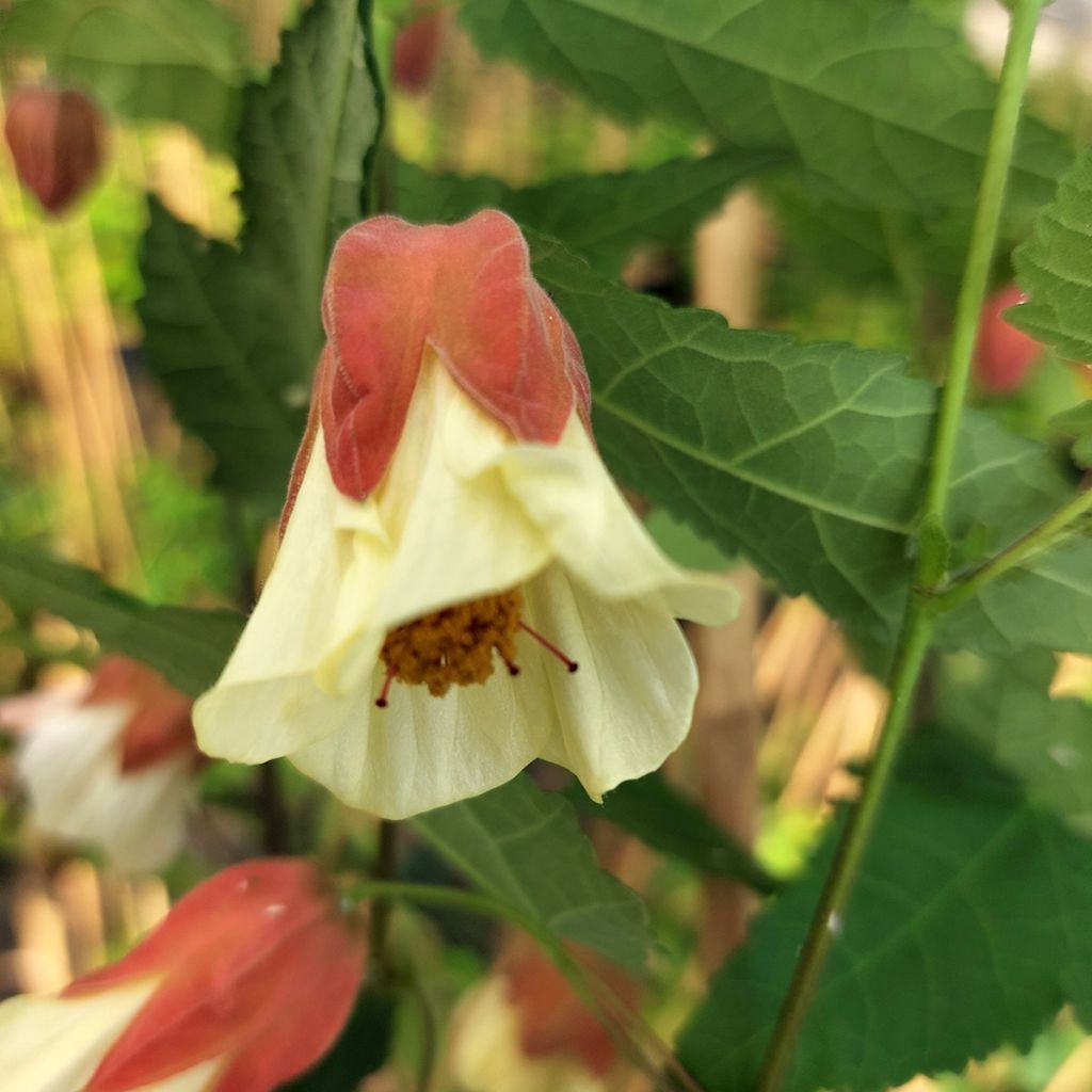 Abutilon megapotamicum Ines