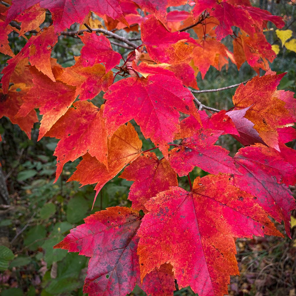 Acer rubrum Sun Valley - Érable rouge