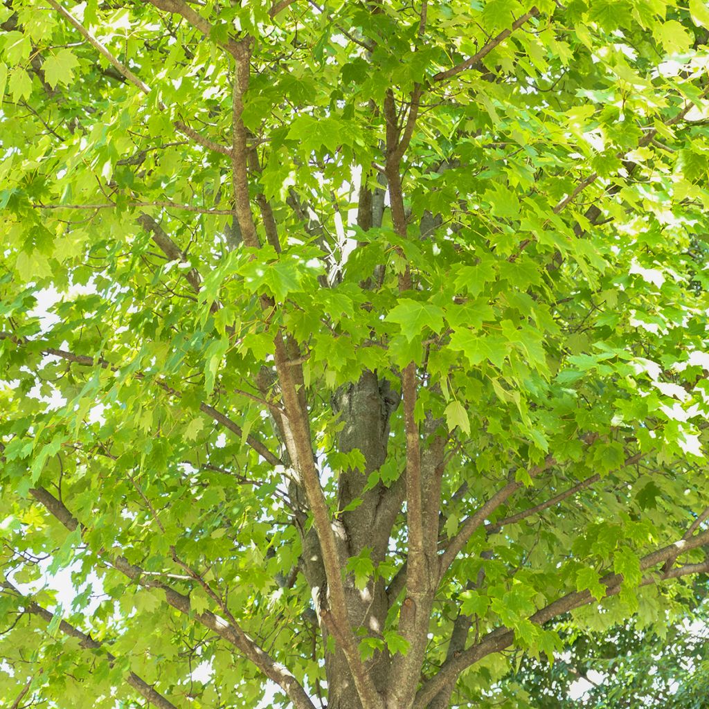 Acer rubrum Sun Valley - Érable rouge