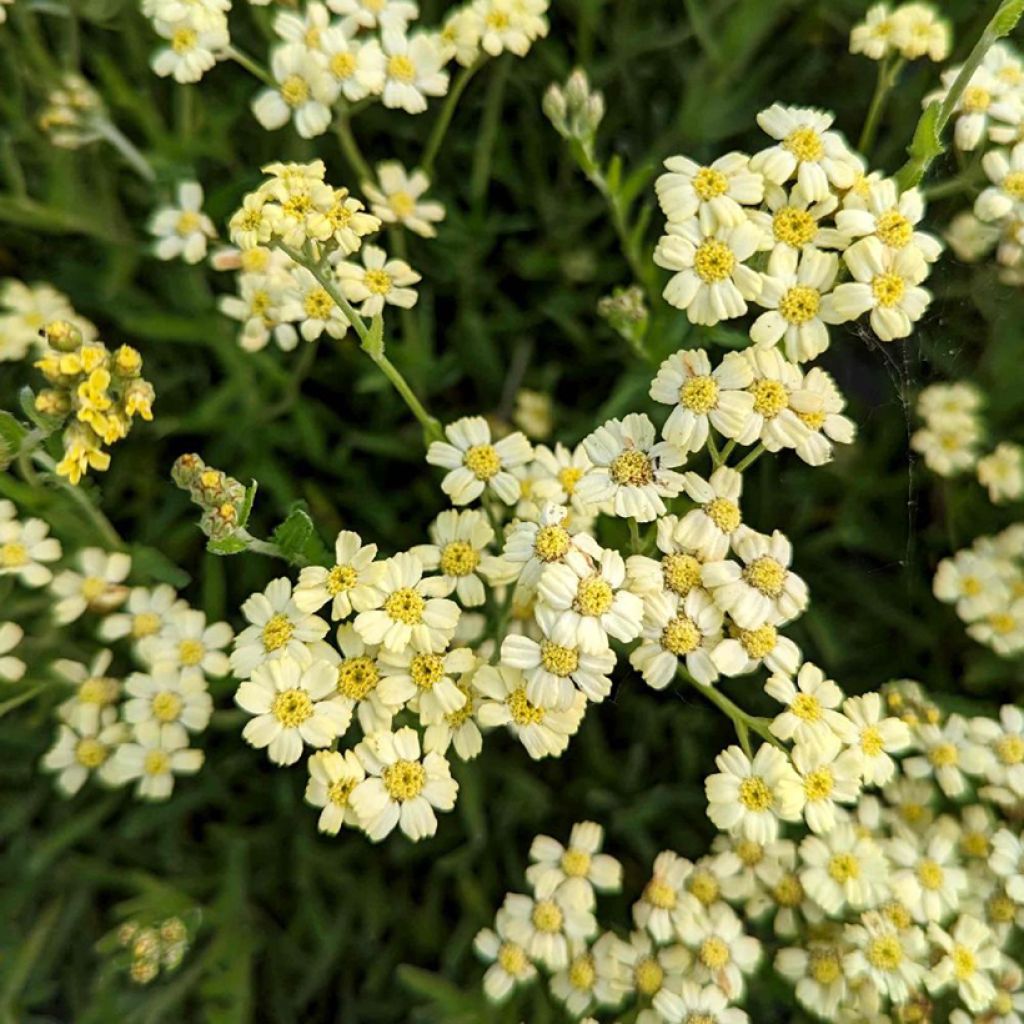 Achillea x lewisii King Edward - Achillée