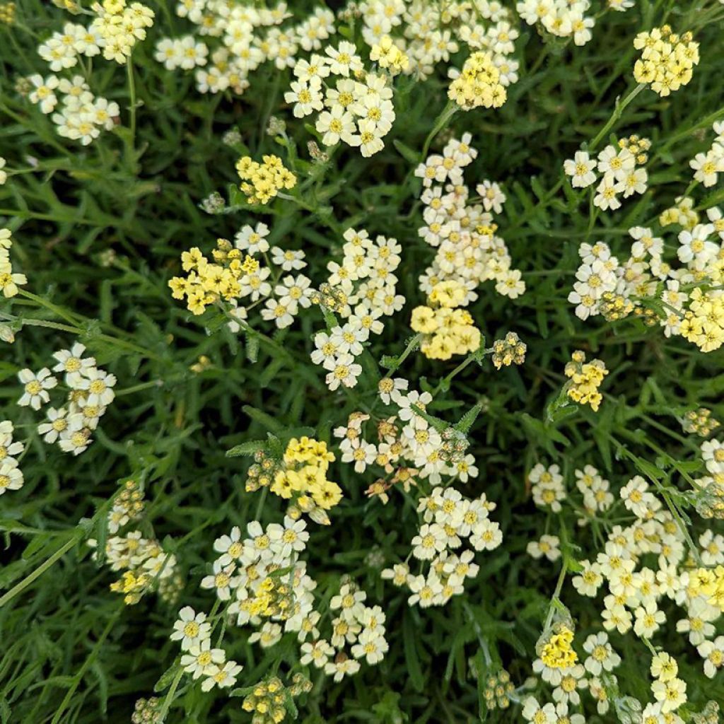 Achillea x lewisii King Edward - Achillée