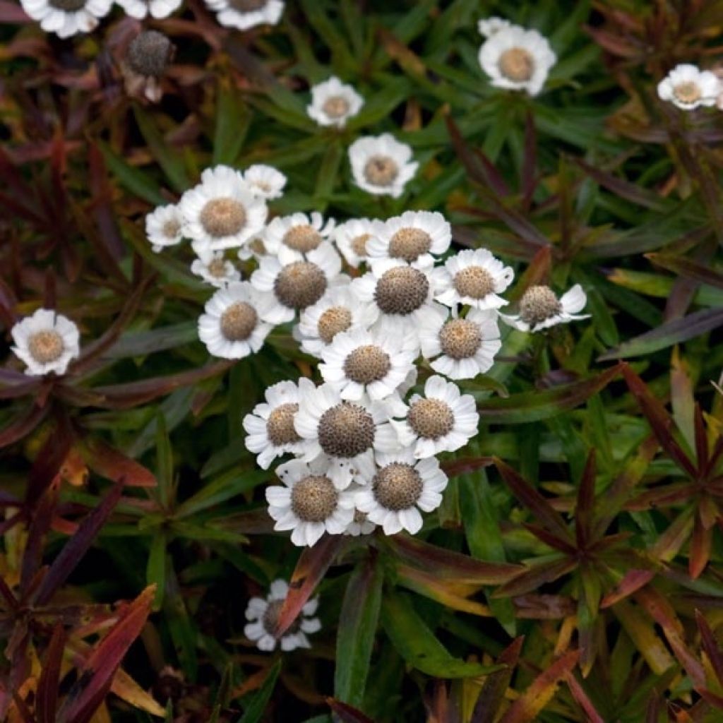 Achillée - Achillea ptarmica Nana Compacta