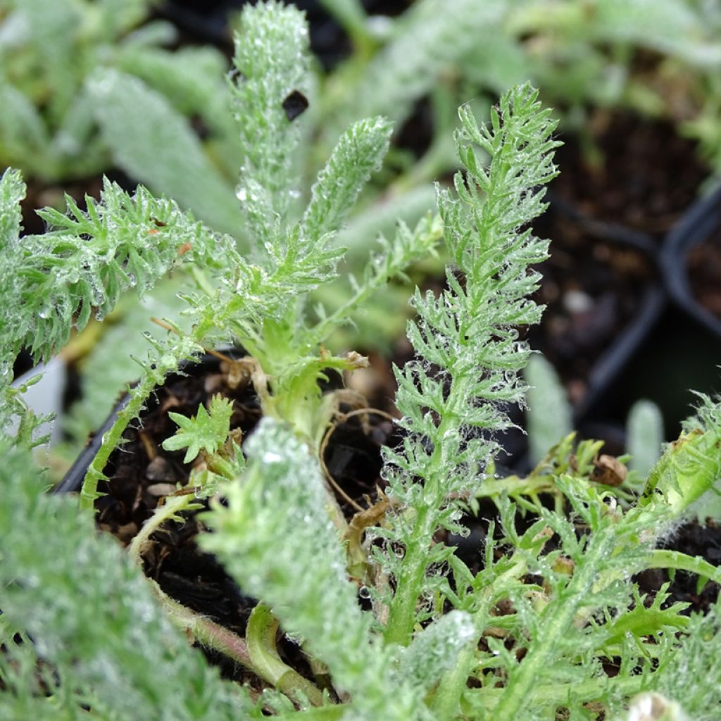 Achillea tomentosa Aurea (Maynard's Gold) - Achillée laineuse