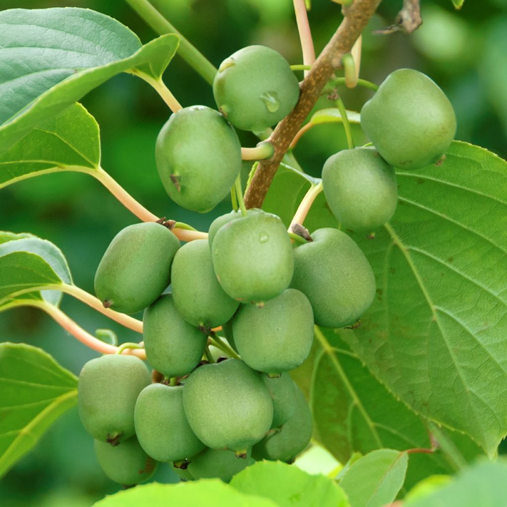 Kiwai femelle Fresh Jumbo - Actinidia arguta